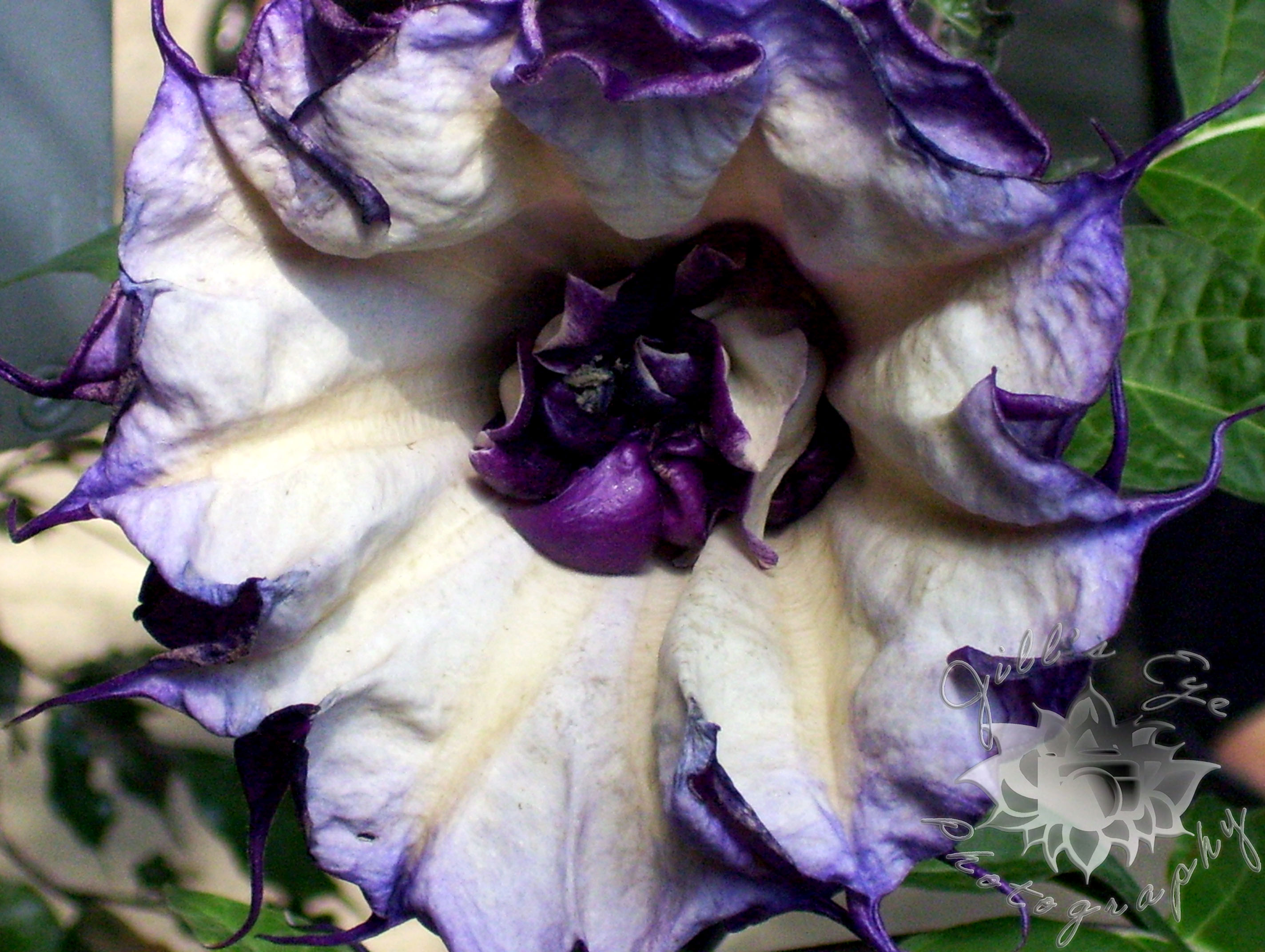 purple